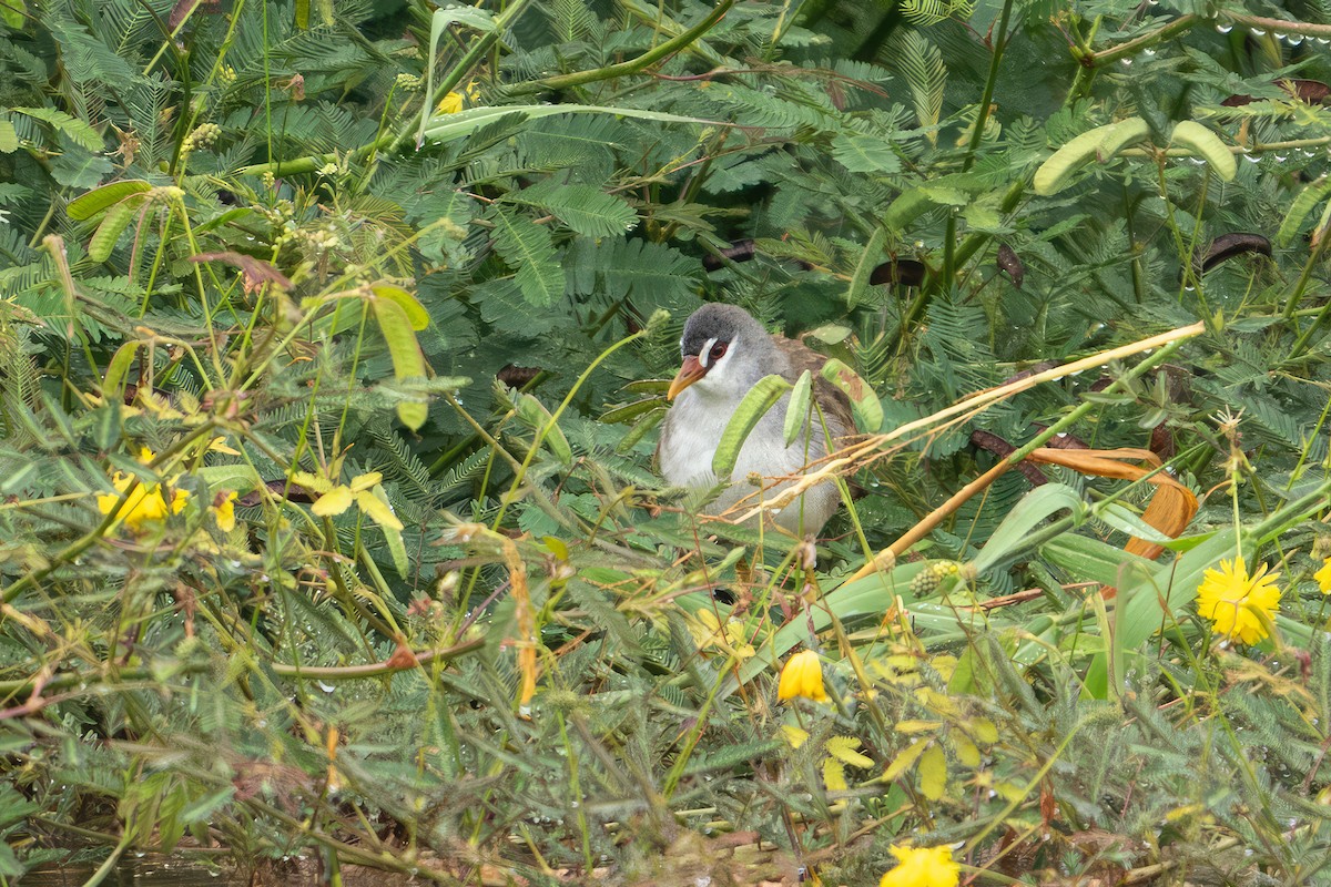 White-browed Crake - ML615984495