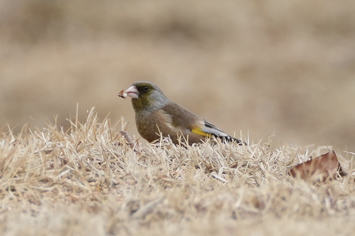 Oriental Greenfinch - ML615984504