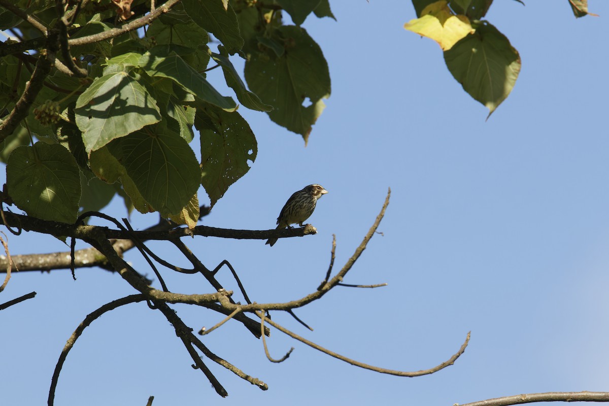 Streaky Seedeater - Rene Ritsema