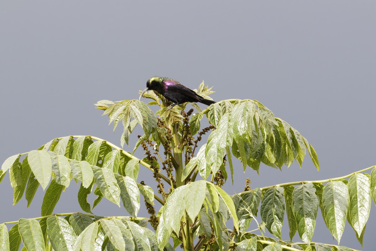 Variable Sunbird - Rene Ritsema