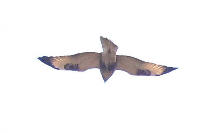 Eastern Buzzard - ML615984597