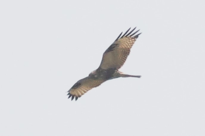 Eastern Buzzard - ML615984600