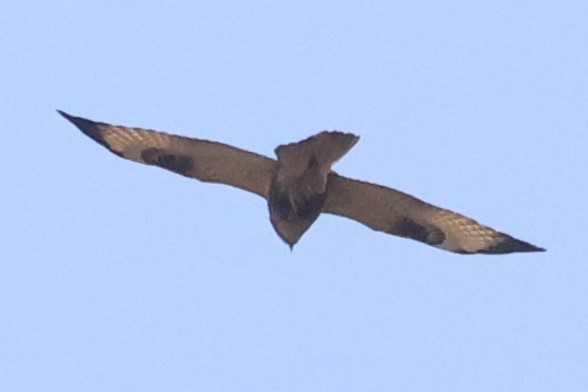 Eastern Buzzard - ML615984602