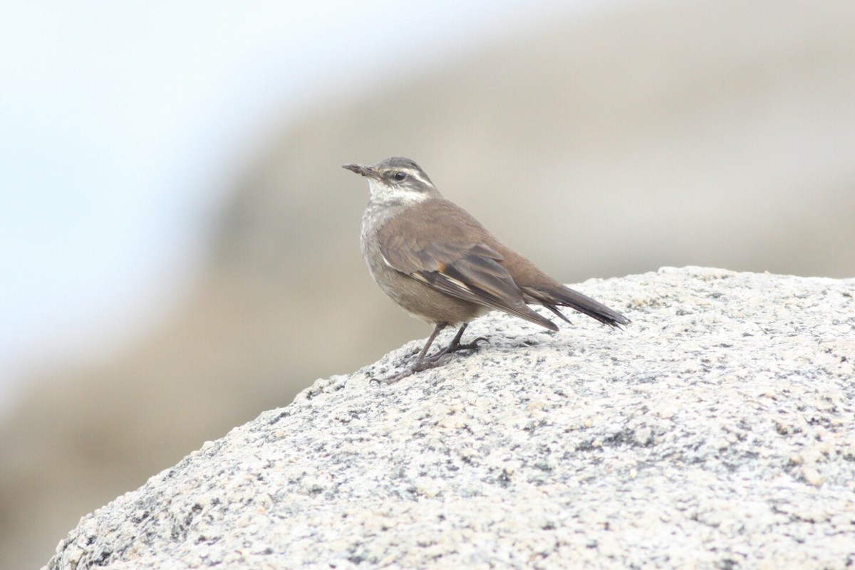 Buff-winged Cinclodes - ML61598461