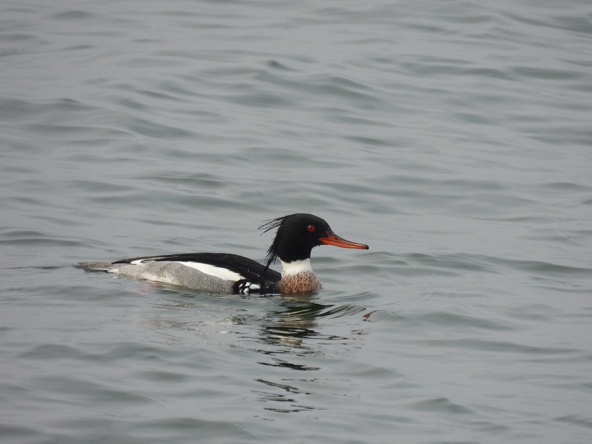 Red-breasted Merganser - ML615984617