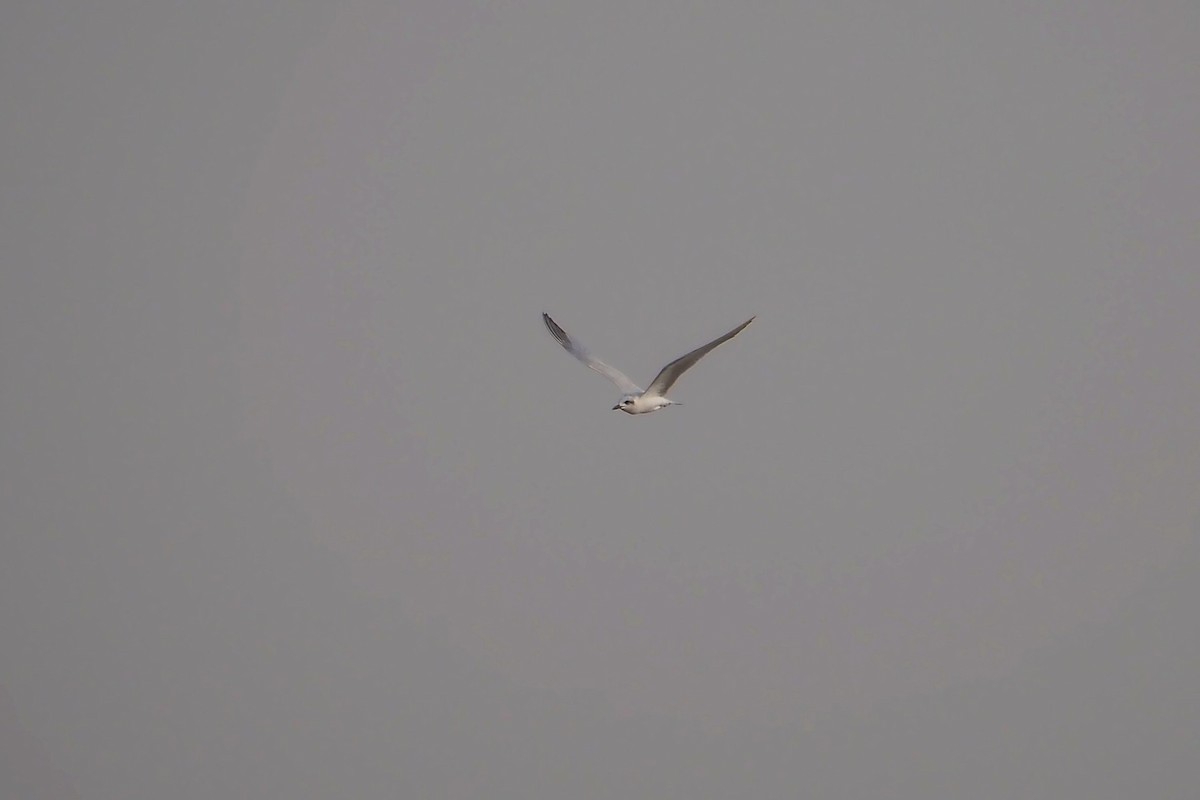 Gull-billed Tern - Hasan Al-Farhan