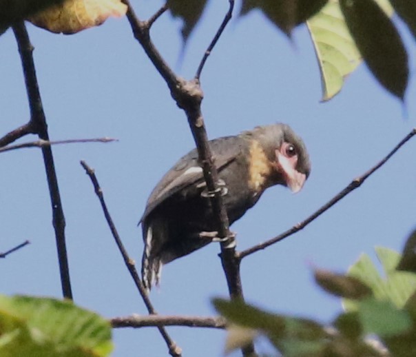 Dusky Broadbill - ML615984681