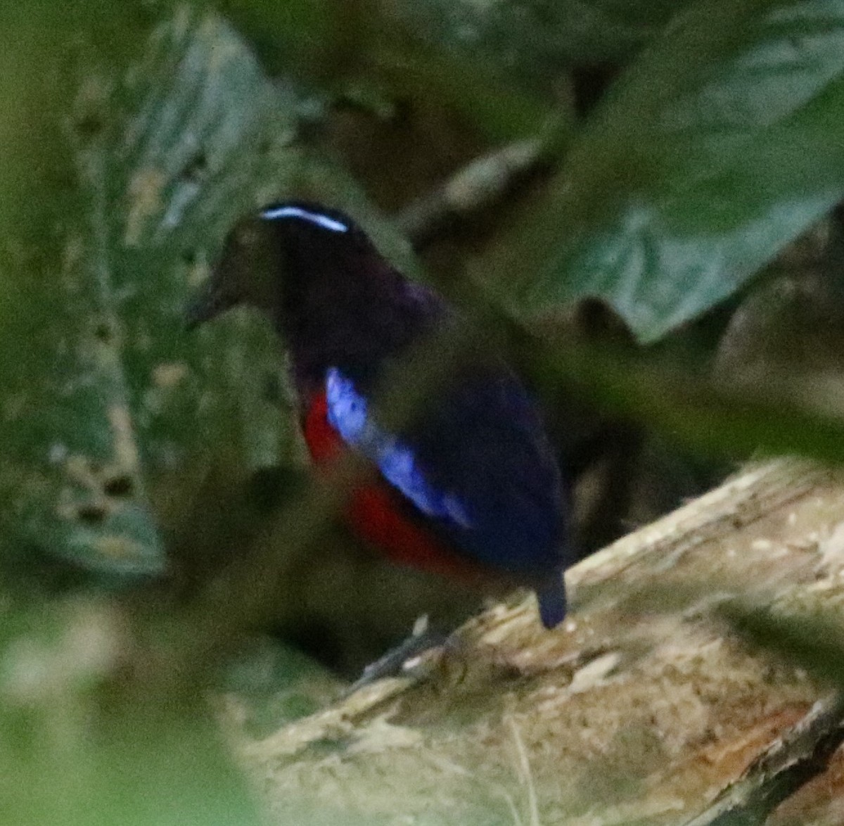 Black-crowned Pitta - ML615984686