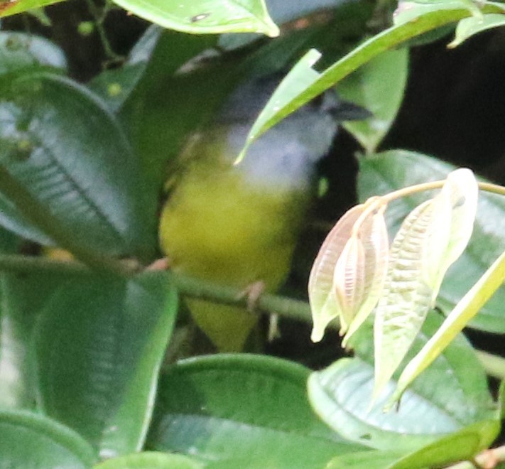 Yellow-bellied Bulbul - Alain Pataud