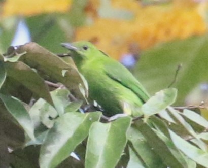 Lesser Green Leafbird - Alain Pataud