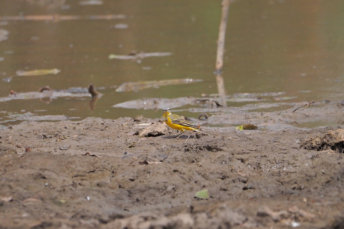 Western Yellow Wagtail (iberiae) - ML615984706