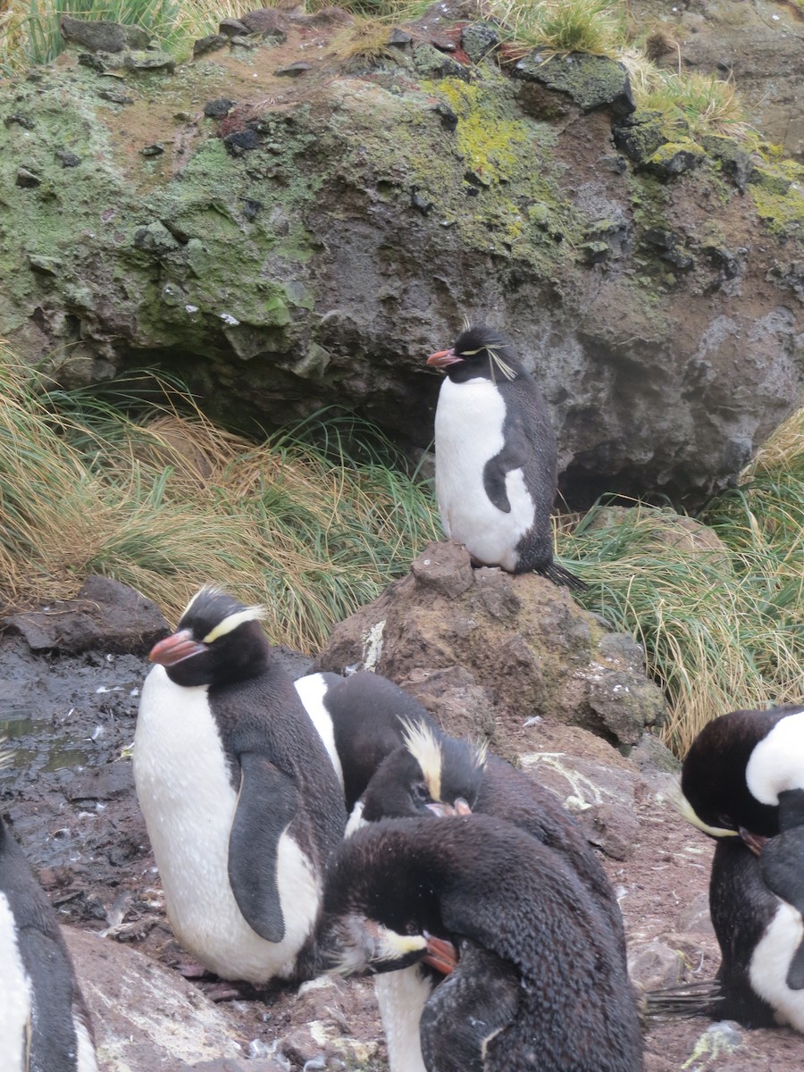 Southern Rockhopper Penguin - ML615984709