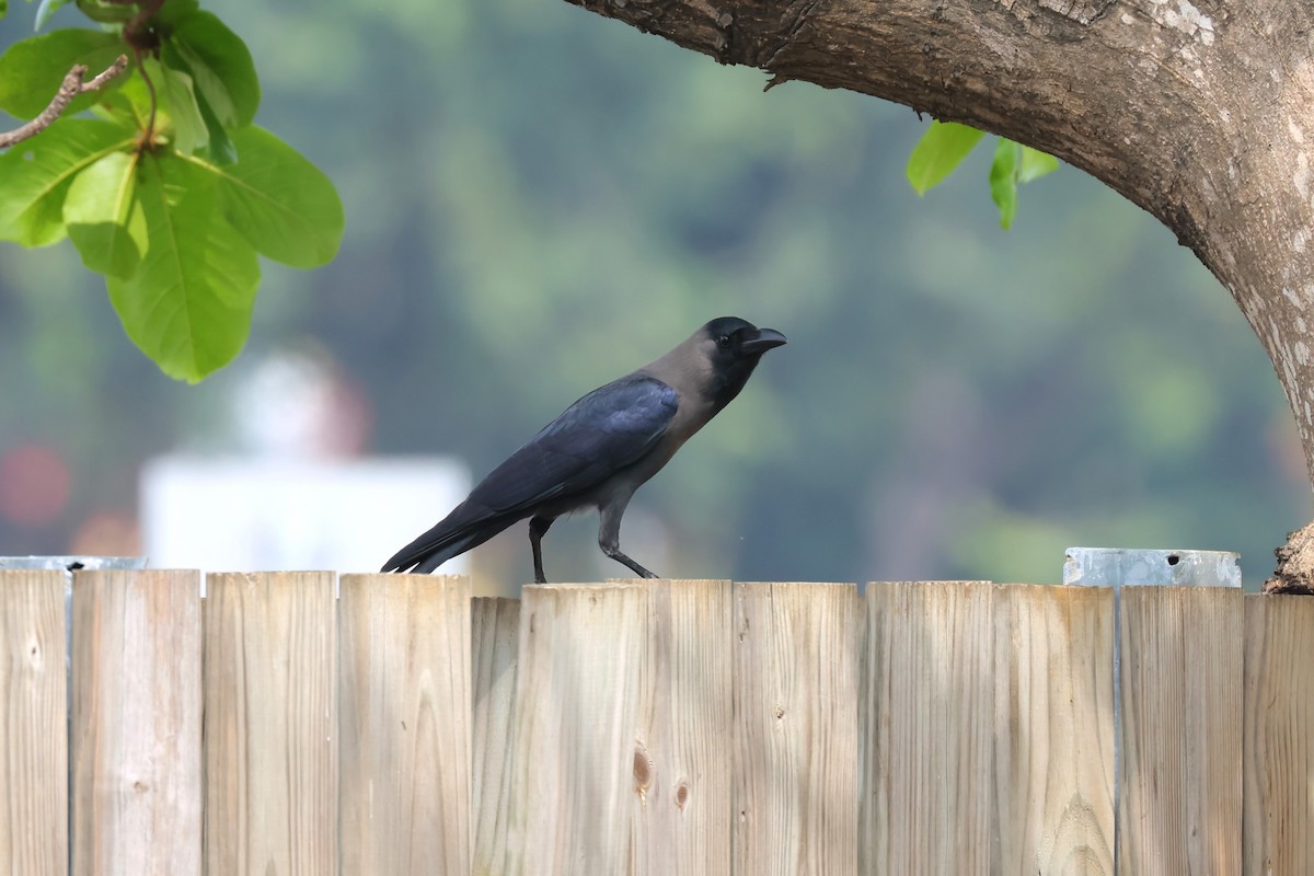 House Crow - ML615984710