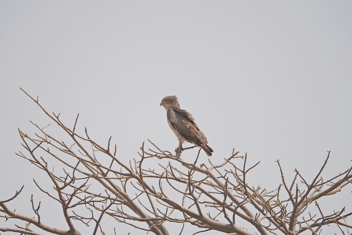 Beaudouin's Snake-Eagle - ML615984723