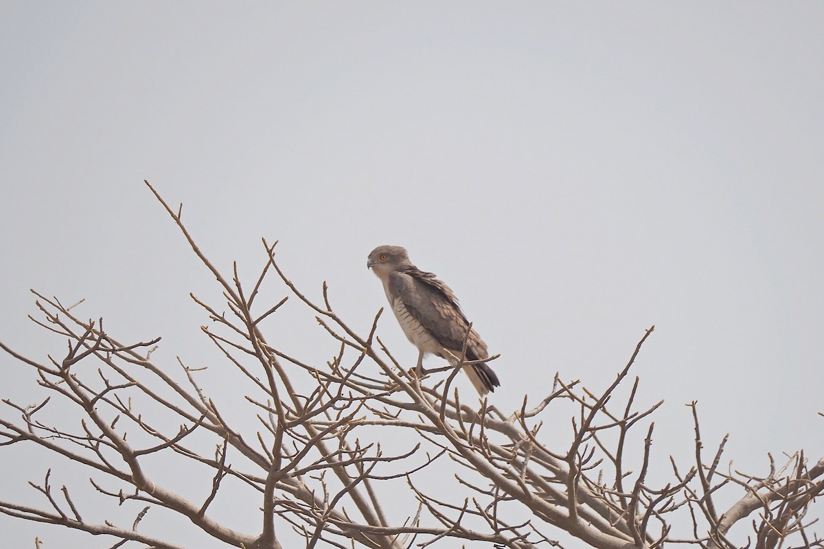 Beaudouin's Snake-Eagle - ML615984724