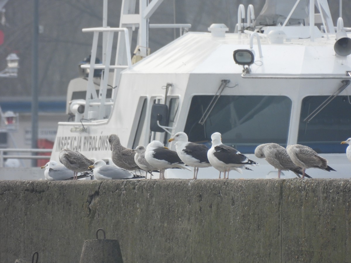 Great Black-backed Gull - ML615984757