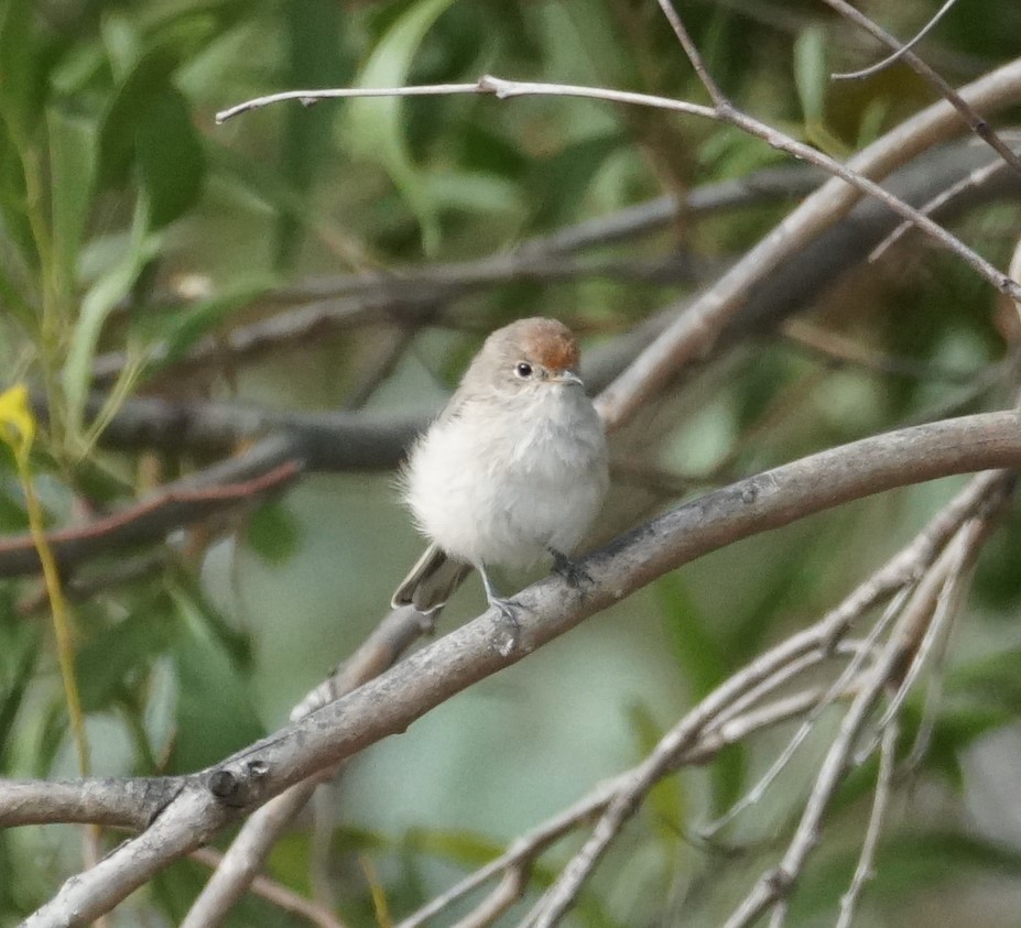 Red-capped Robin - ML615984897