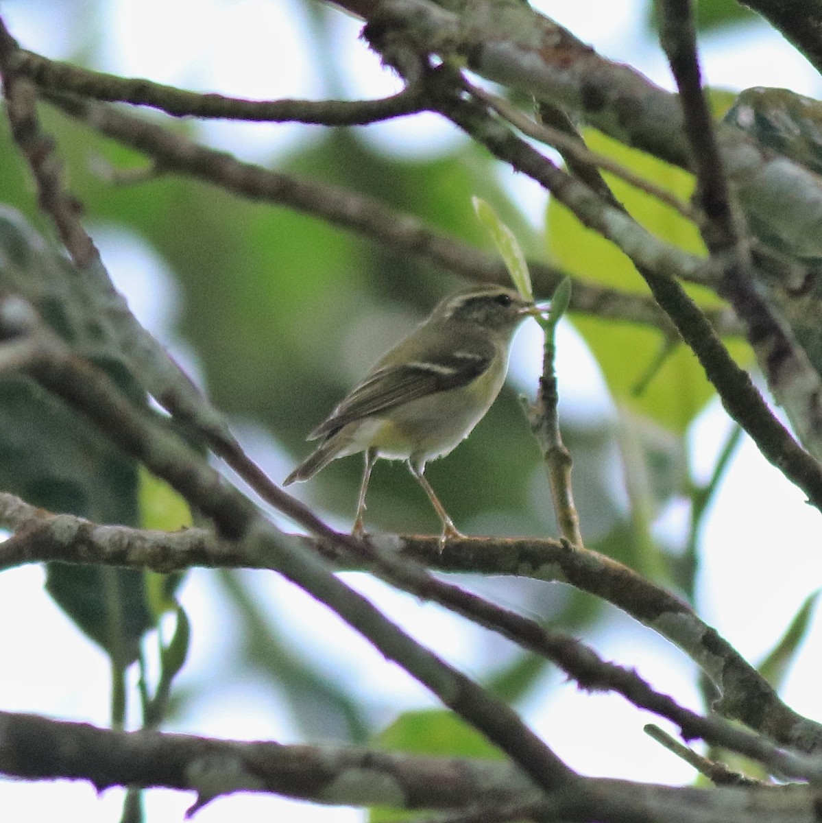 Yellow-browed Warbler - Afsar Nayakkan