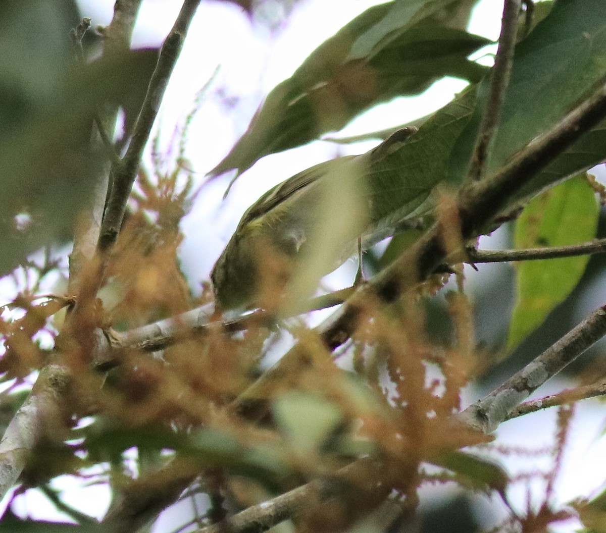 Yellow-browed Warbler - Afsar Nayakkan