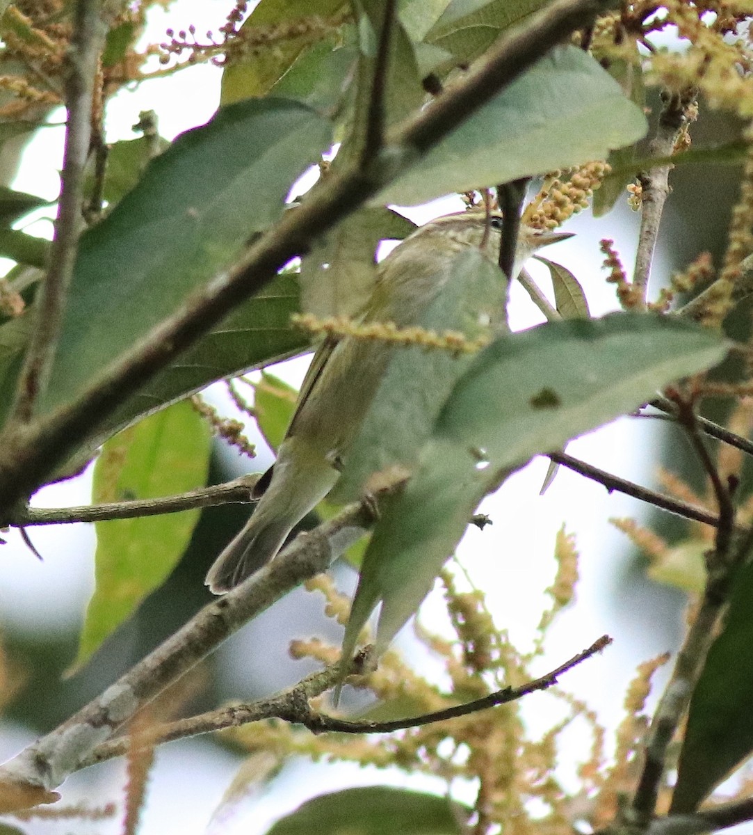 Yellow-browed Warbler - Afsar Nayakkan