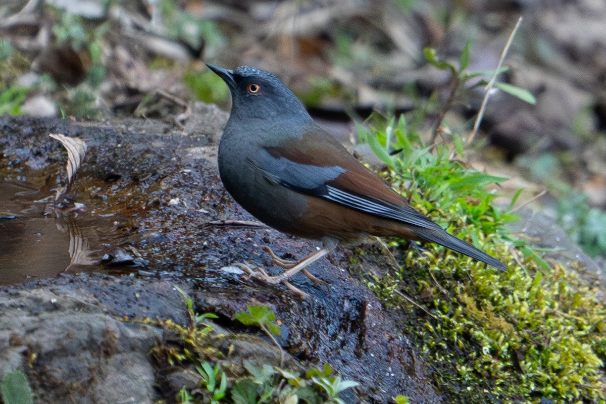 Maroon-backed Accentor - ML615984989