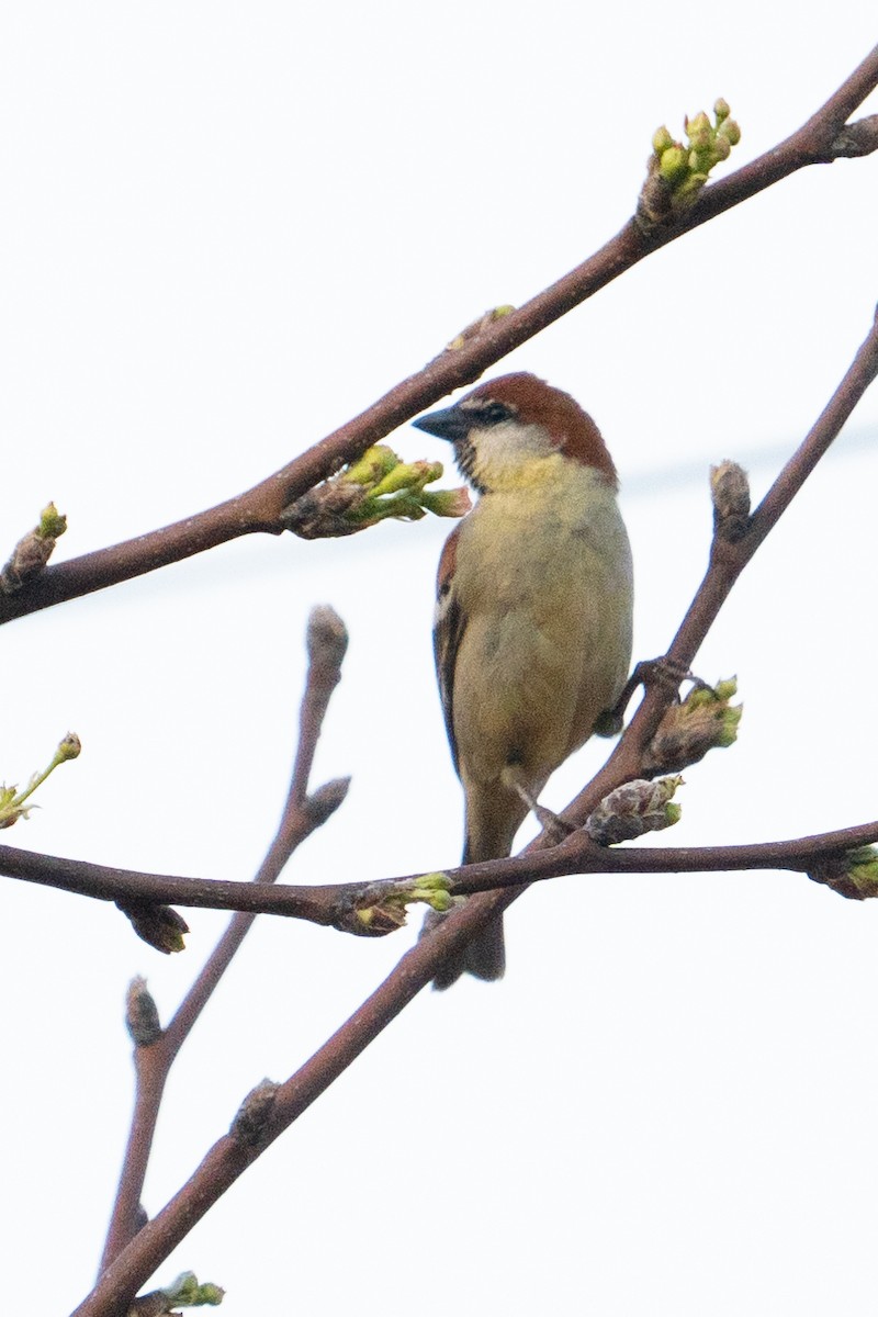 Russet Sparrow - ML615984991