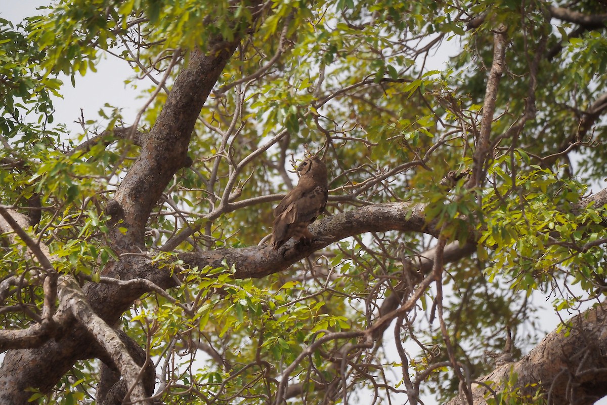 Verreaux's Eagle-Owl - ML615985015
