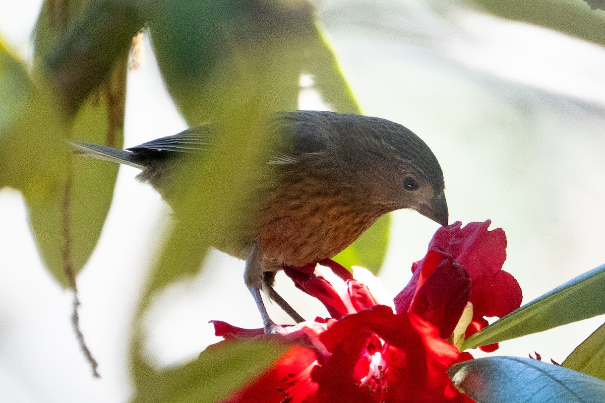 Common Rosefinch - ML615985020