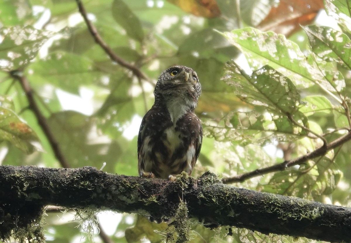 Ekvador Serçe Baykuşu - ML615985066