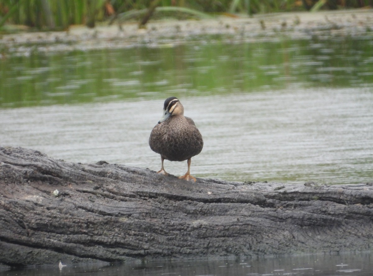 Pacific Black Duck - ML615985080