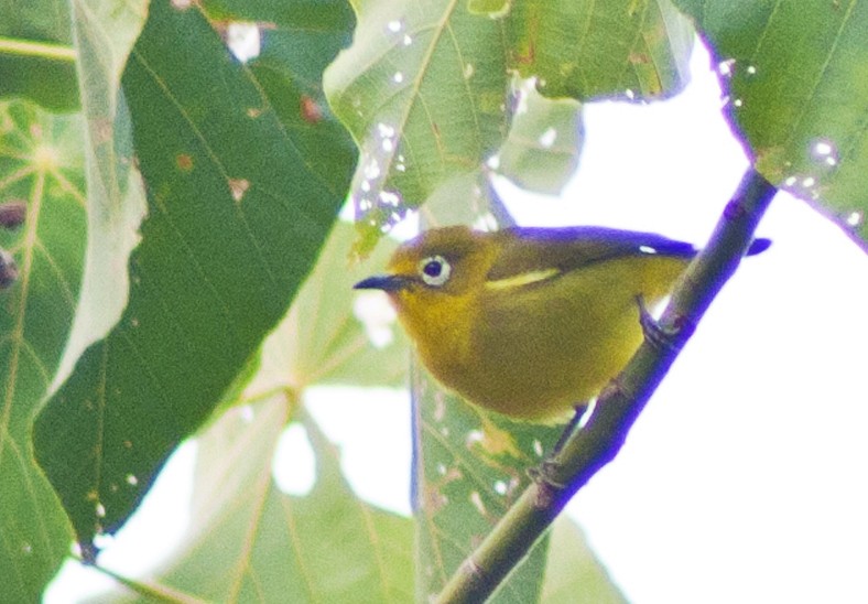 Yellowish White-eye - Jay-c Casio