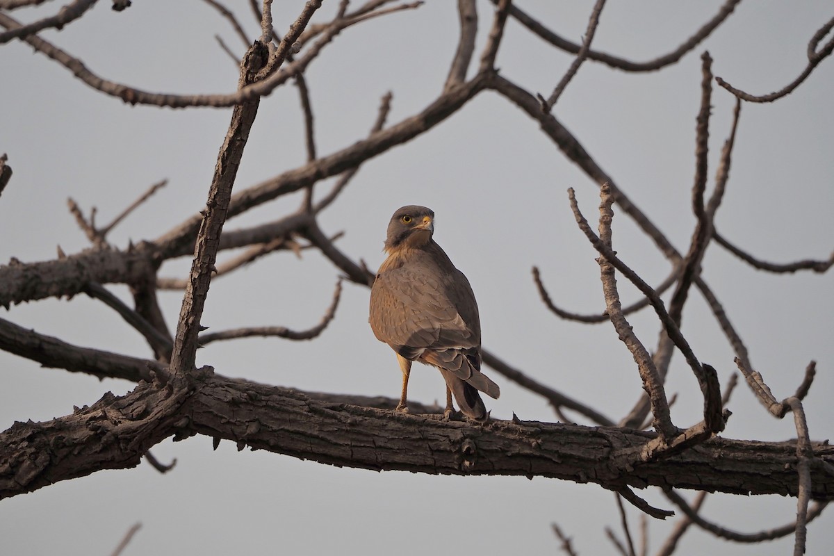 Grasshopper Buzzard - Hasan Al-Farhan