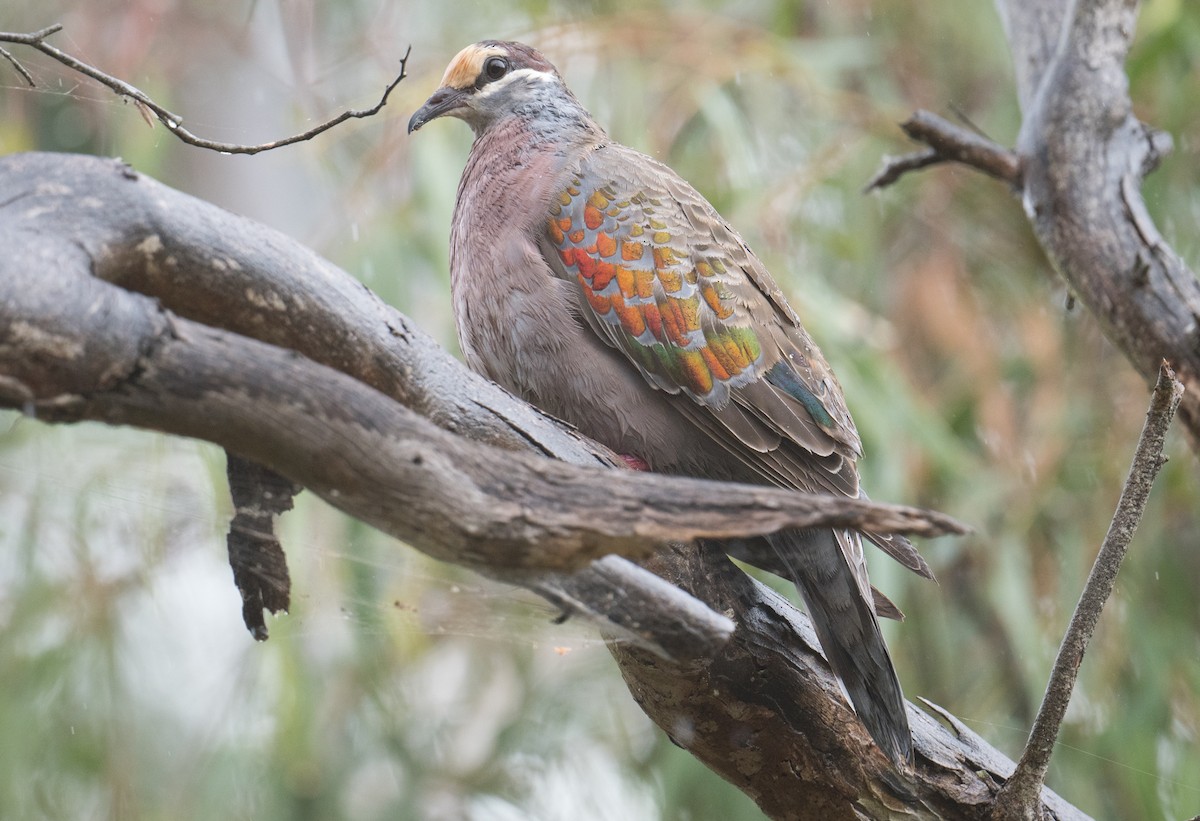 Common Bronzewing - John Daniels