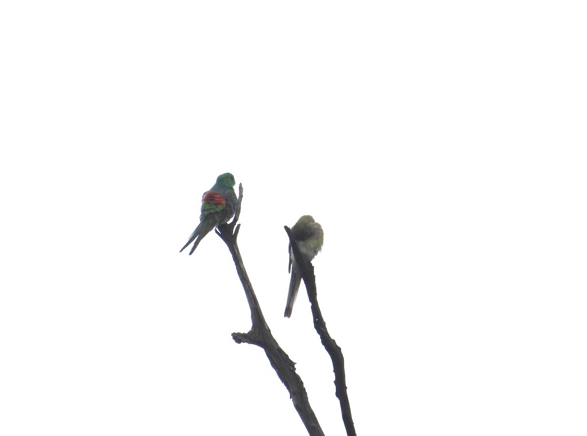 Red-rumped Parrot - ML615985147
