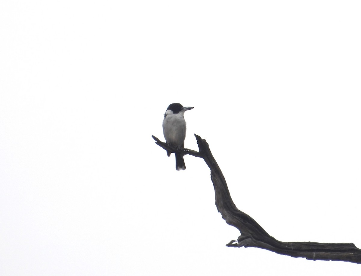 Gray Butcherbird - ML615985161