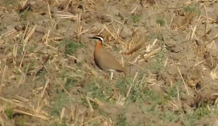 Indian Courser - ML615985177