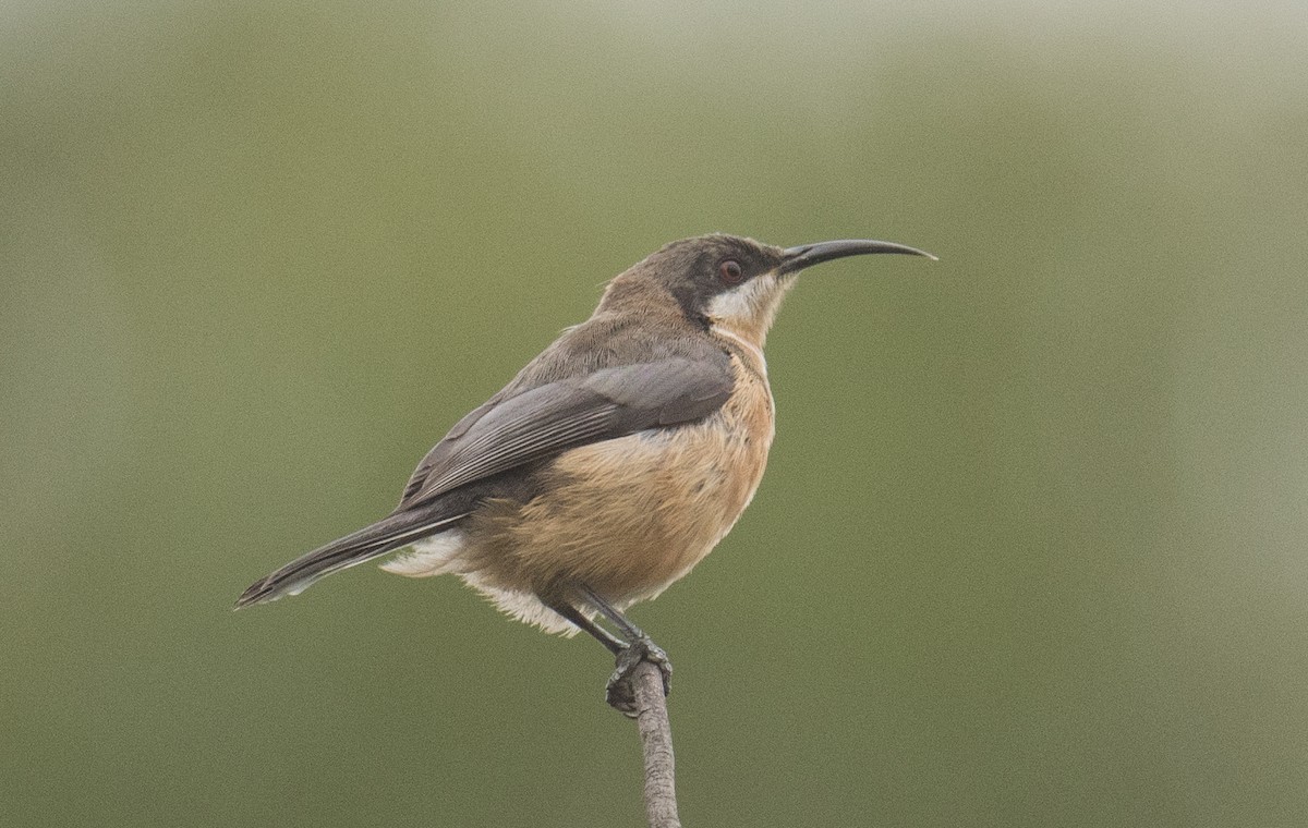 Eastern Spinebill - John Daniels