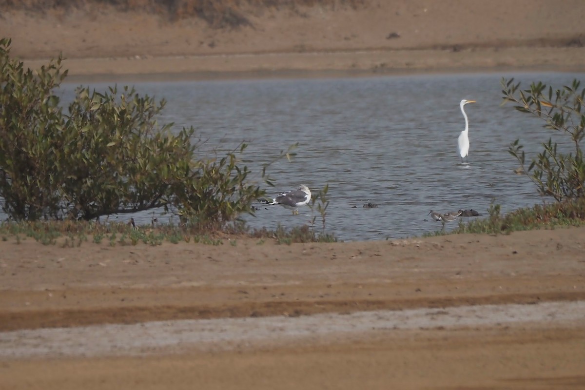 Lesser Black-backed Gull (graellsii) - ML615985190