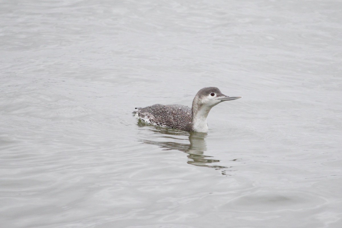 Red-throated Loon - ML615985275
