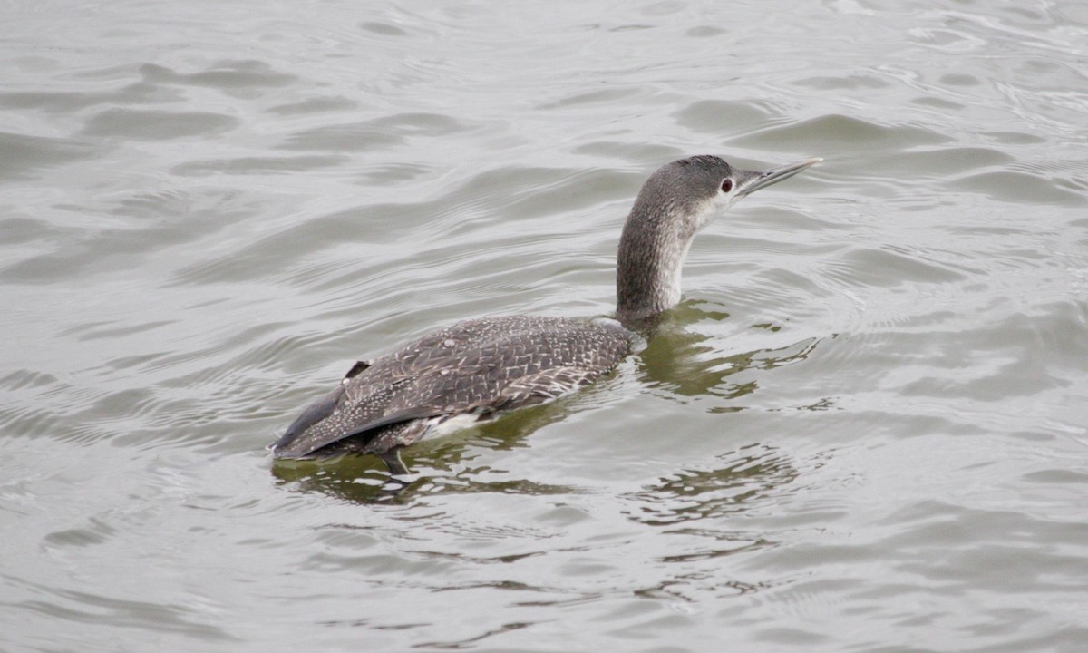 Red-throated Loon - ML615985276