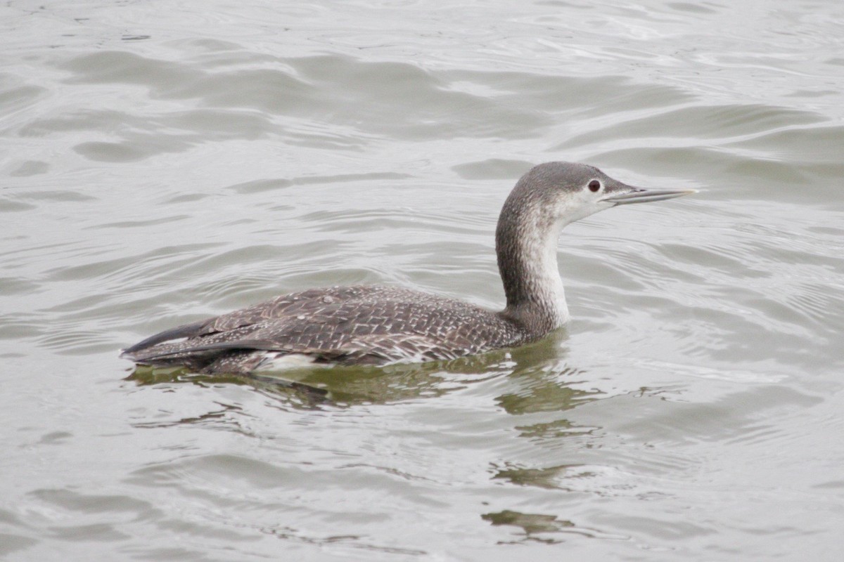 Red-throated Loon - ML615985277