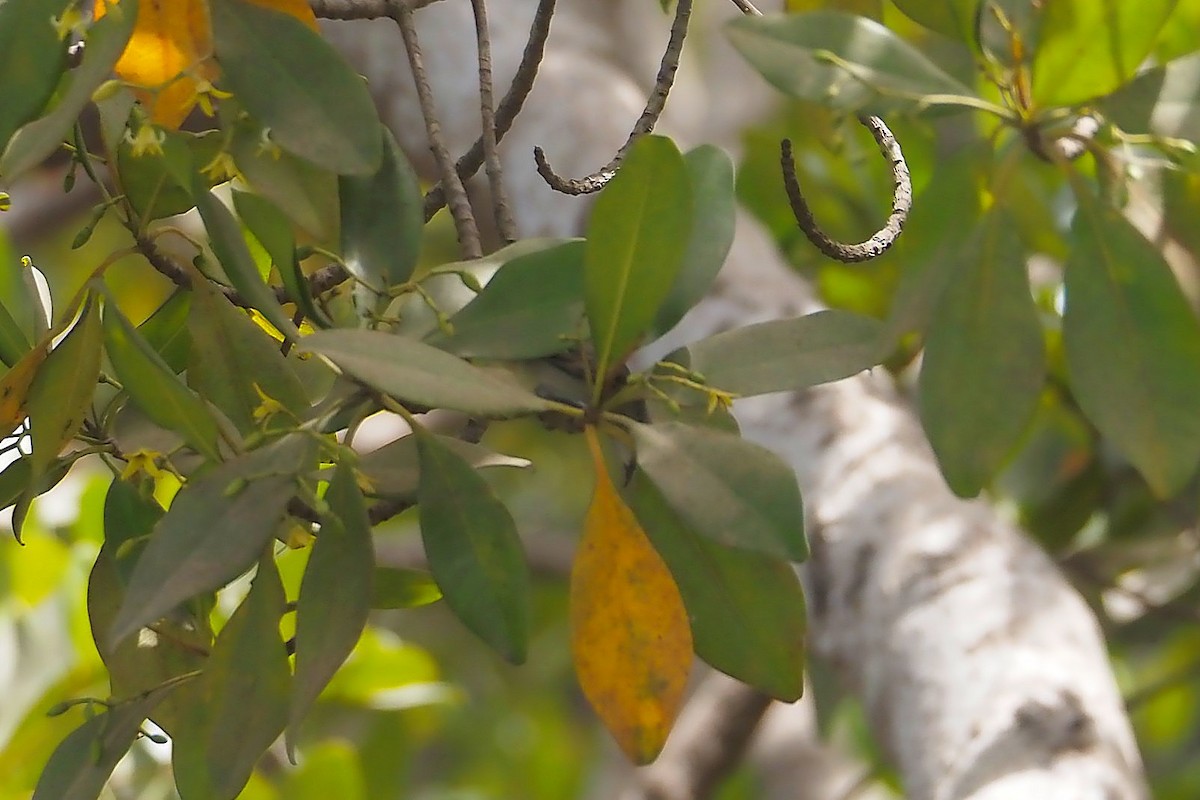 Mouse-brown Sunbird - ML615985287