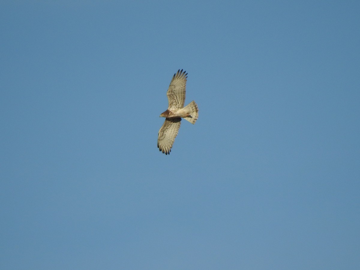 Short-toed Snake-Eagle - Sarah-Jane Rossignol-Heppell