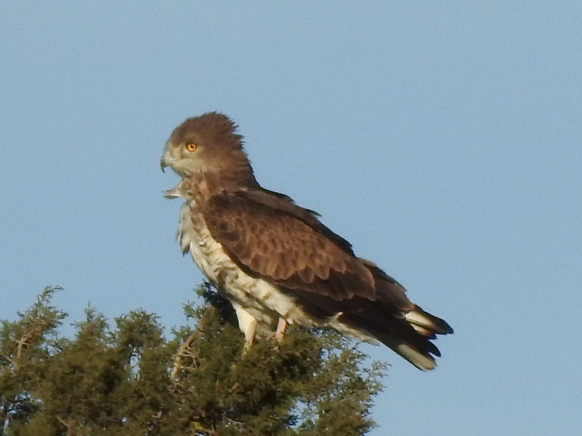 Short-toed Snake-Eagle - Sarah-Jane Rossignol-Heppell