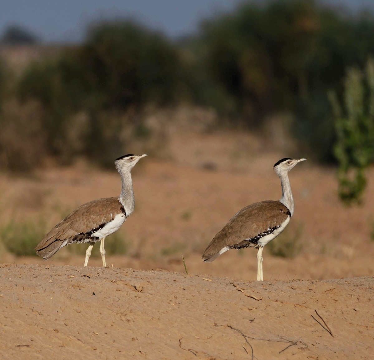 Great Indian Bustard - ML615985375