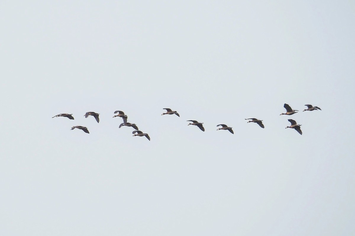 White-faced Whistling-Duck - ML615985447