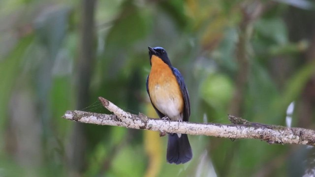 Hill Blue Flycatcher - ML615985448