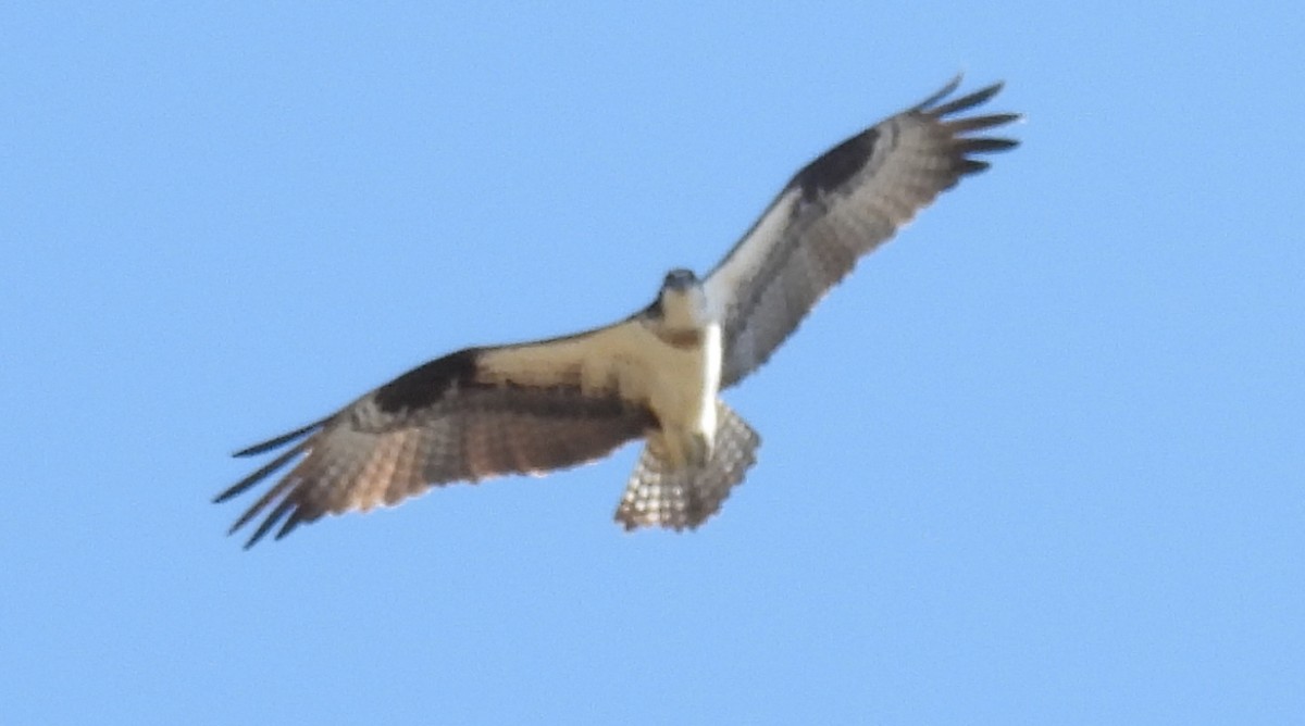 Balbuzard pêcheur - ML615985464