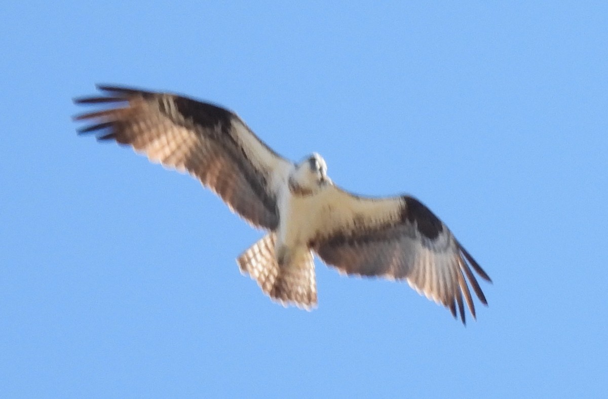 Balbuzard pêcheur - ML615985466