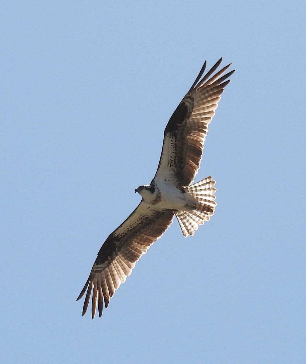 Balbuzard pêcheur - ML615985467